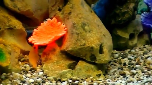 #Aquarium. Выставочный аквариум псевдоморе.