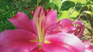 Немецкие и английские розы: чайно-гибридные,плетистые, почвопокровные и ароматные лилии.