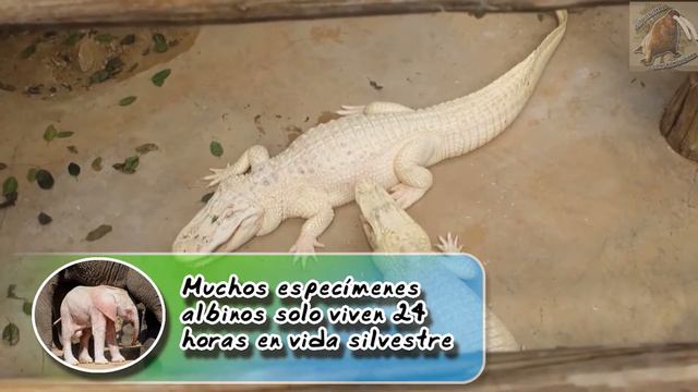 Albinismo | El gen de la carencia de pigmento | (Zoológico virtual) | ¿Sabias Qué?| смотреть онлайн