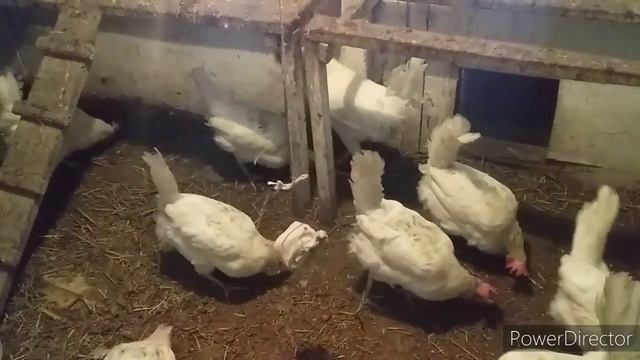 ✔Деревенские Способы//Белок для Кур!//Необходимая Добавка для Кур Несушек//Давайте Курам Сало!