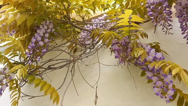 Субтропическая вистерия или глициния . 4.5.22 г