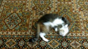 Кот умер в конвульсиях