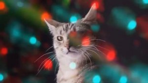 | КЛИП - Новый Год к нам мчится | - коты