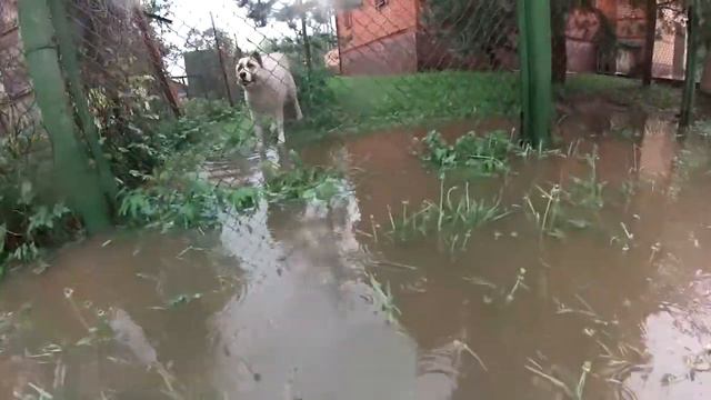 Потоп 2013 СНТ Сплав смотреть онлайн