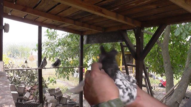 МОИ ЛЮБИМЬІЕ МАСТИ, КРЬІМАКИ!! смотреть онлайн