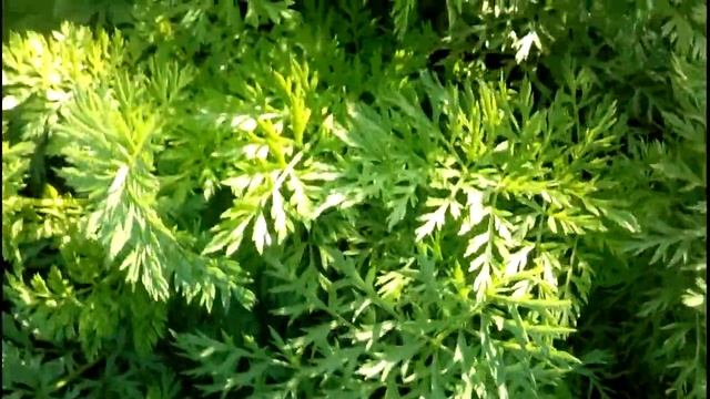 Утренние росы в июле. Видеозарисовка. смотреть онлайн