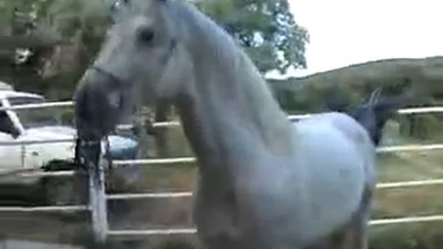 Андалузский Жеребец www.spanishhorse.ru смотреть онлайн