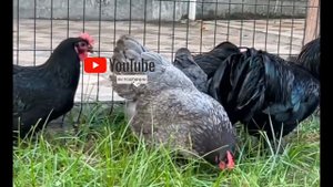 Куры Австралорп Румынские.