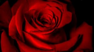 Царская роза