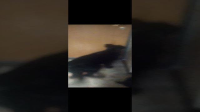 ВЕО восточно европейская овчарка черная 2022-12-07 17-14-49 смотреть онлайн