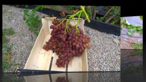 Самая крупная гроздь Кишмиш Велес.