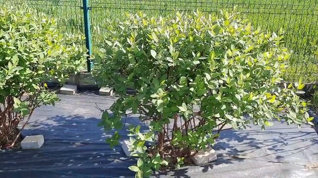 ЖИМОЛОСТЬ расстояние между кустами. 11.05.2023 смотреть онлайн