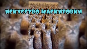 Искусство маскировки-Смешные коты