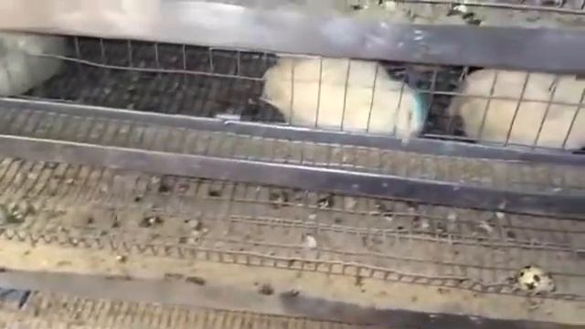 чем полезны перепелиные яица смотреть онлайн