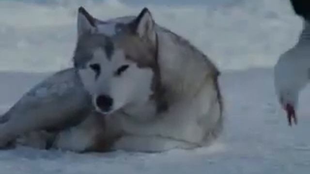 Офигенное, душевное видео flv Яндекс Видео смотреть онлайн