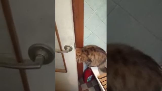 Коты умнее чем собаки