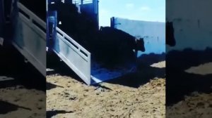 Оптовая продажа быков и коров из России на экспорт. доставка на СНГ.