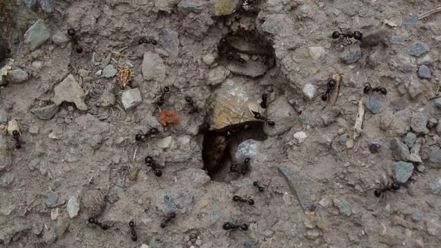 Nikon 1 S2 review - LetsGoDigital смотреть онлайн