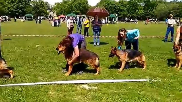BALARIS - Best kennel on GSD show, Novorossiysk 2017 смотреть онлайн