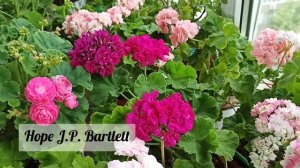 Цветение Пеларгоний в июле