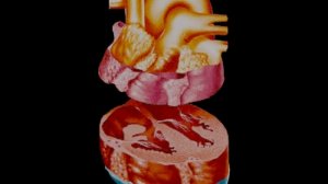 Human 3D, Кровообр, 02_Части сердца