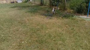 Поселок Рустов. Губа. Азербайджан. Дворик местных жителей.