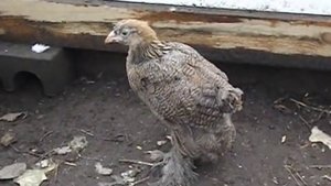 цыплята породы - Брама куропатчатая