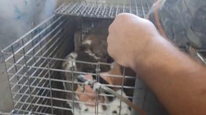 Случка кроликов. Если крольчиха не даётся.. Если у крола не получается.. Если проблема при случке..