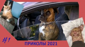 ПРИКОЛЫ С ЖИВОТНЫМИ ?? Смешные Животные Собаки Смешные Коты 2021 #1