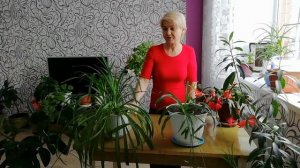 Хлорофитум: польза или вред? Раскрывает секреты!