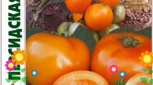 Томат Персидская сказка F1. Краткий обзор, описание solanum lycopersicum Persidskaja skazka F1