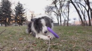 БОРДЕР-КОЛЛИ ОБЫЧНАЯ ПРОГУЛКА С СОБАКОЙ ПО ХАРЬКОВУ