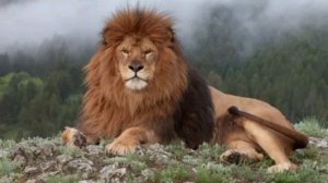 Сильнейший Нашиды ❤ Слушать всем. Нашид самые красивые нашидыNasheed#нашид #нашиди #нашид