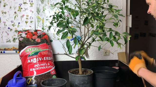 Gartenschlau.com zeigt, wie man Kumquat Umtopfung erfolgreich durchführt 🌿 смотреть онлайн