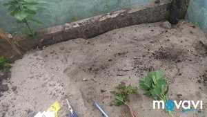 Черенкую травянистый гибискус. Получится ли?