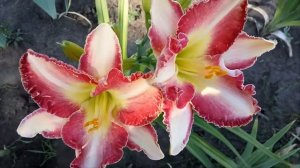 Лилейник  SHE GOT THE LOOK