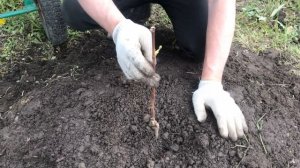 Виноград посадка на холмы на моей любимой даче в Подмосковье 2020, сорта Лора, Будущее, Сенсация