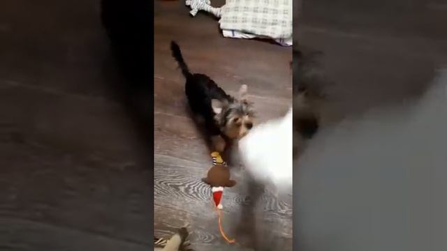 ПРЕДЛАГАЕТСЯ КРАСИВЫЙ Мальчик BABY-FACE В ХОРОШУЮ СЕМЬЮ. ЩЕНКИ ЙОРКА.СОБАКА КОМПАНЬОН.МИЛЫЕ ЖИВОТНЫ