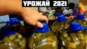 Наш урожай за 2021г Огурцы, малиновое варенье и остальное