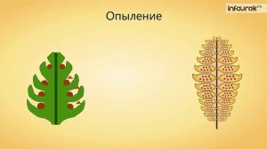 37. Размножение голосеменных растений