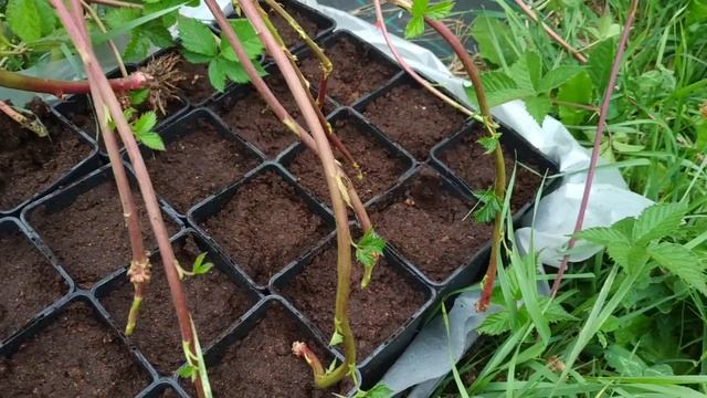 Размножение ежевики верхушками!!! Легко и быстро!!! смотреть онлайн