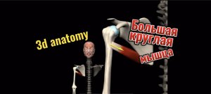 Большая круглая мышца. 3d anatomy