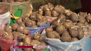 В Томске открылись рынки рассады