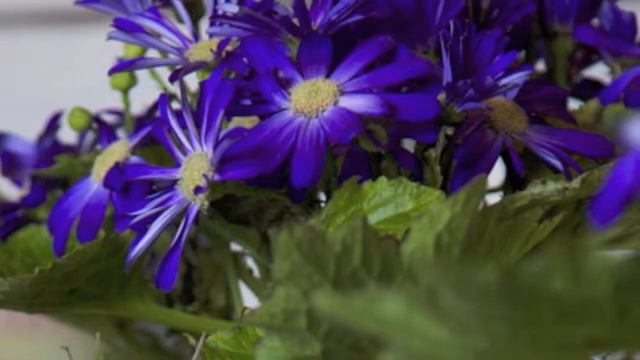 Floristeria On-line VerdePimienta Madrid смотреть онлайн