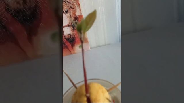 Рукоділля з Nilena Sans. Авокадо З Кісточки 🥑 4 Серія