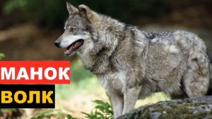 ?ЗВУК (ГОЛОС) ВОЙ ВОЛКА