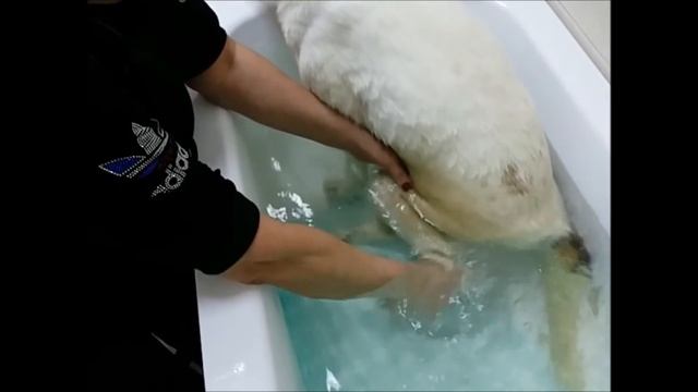 Посылка для Белочки или несколько дней из жизни нашей красавицы смотреть онлайн