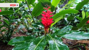 പുന്തോട്ടങ്ങൾ കൊണ്ടു മൂടിയ ഒരു തറവാട് Beautiful Home Garden | flowers | flowering | creeper | plant