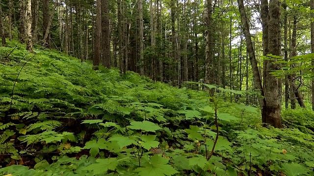 Спокойная музыка для медитации со звуками вечернего леса смотреть онлайн