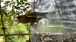 Птицы. 24.06.2023. Часть 2